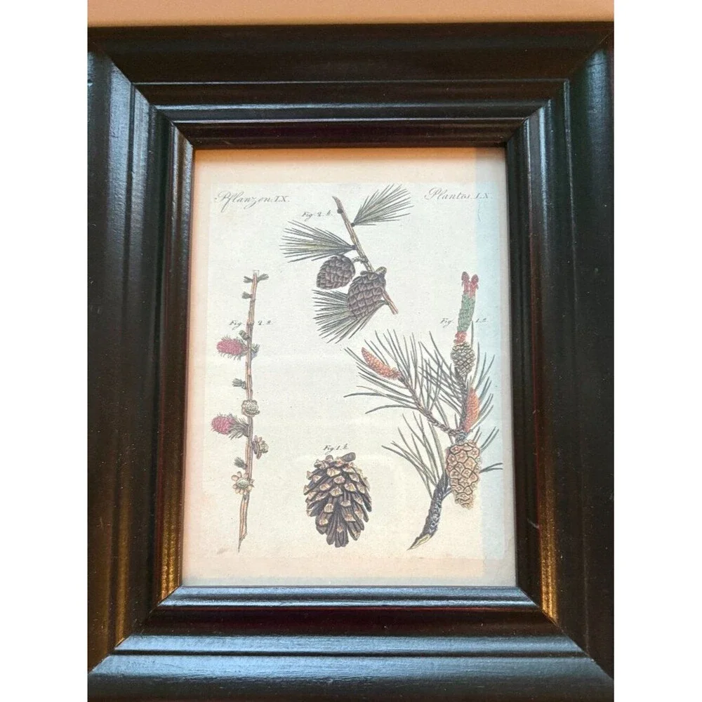 Two Small Decorative Botanical Pine Tree & Cone Prints in Wood Frames